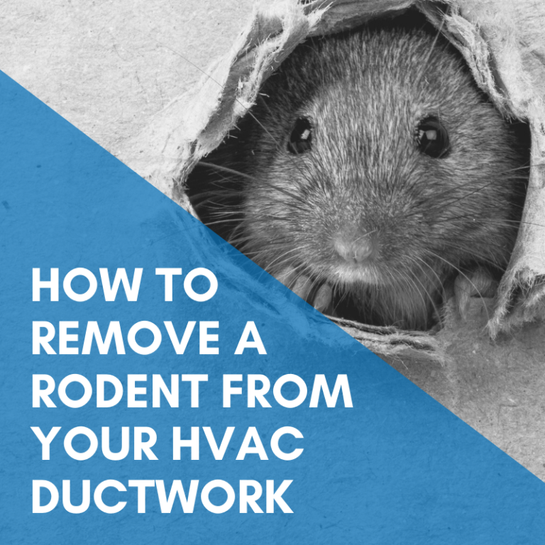 Read more about the article How to remove a rodent from your HVAC ductwork