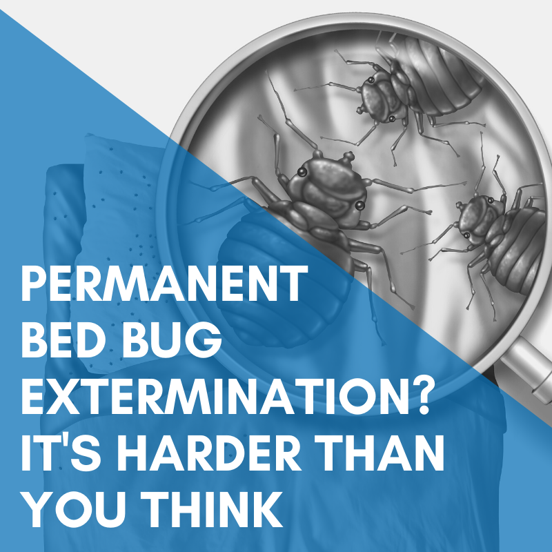 Permanent Bed Bug Extermination Is Harder Than You Think