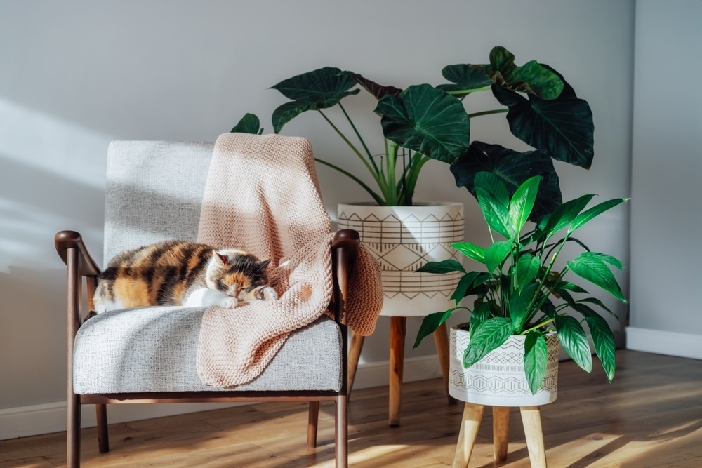 Multicolor cat pet sleeping on retro style armchair in modern scandinavian interior